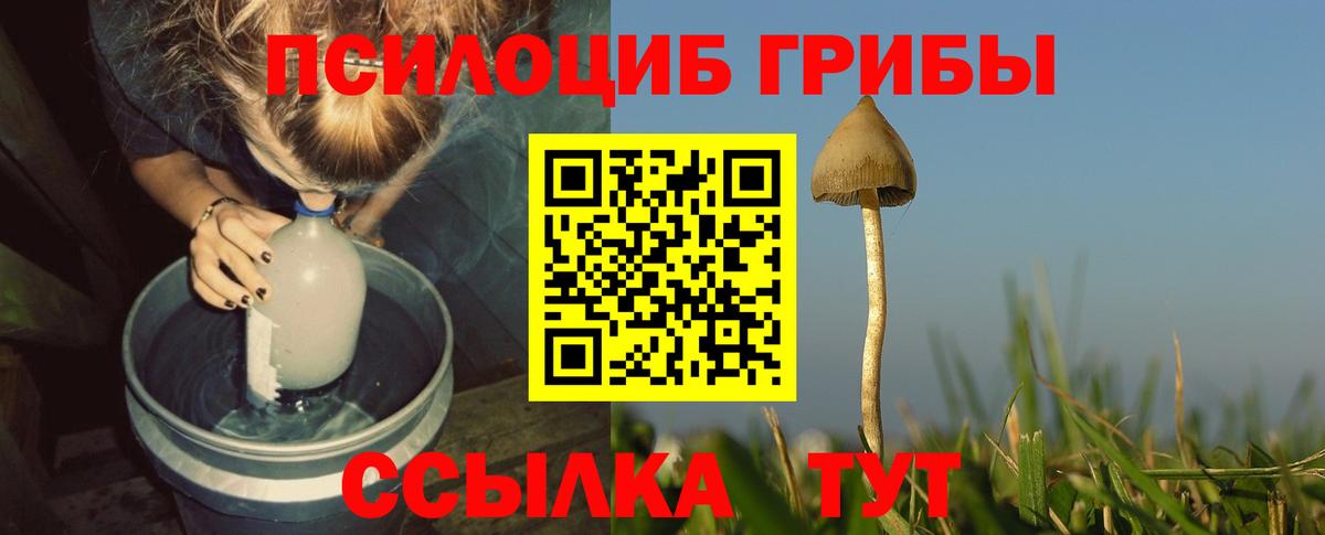 Псилоцибиновые грибы Psilocybine cubensis Волгоград